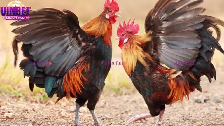 Đá gà Thomo là gì và các giống gà đá Thomo phổ biến - Vinbet